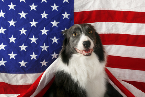 Beautiful,Border,Collie,In,Front,Of,A,Usa,Flag