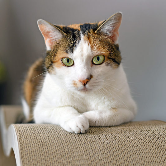 Calico,Cat,With,Green,Eyes,Lying,On,Cardboard,Scratch,Board