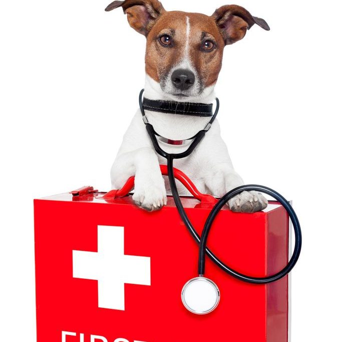 dog with a red first aid kit