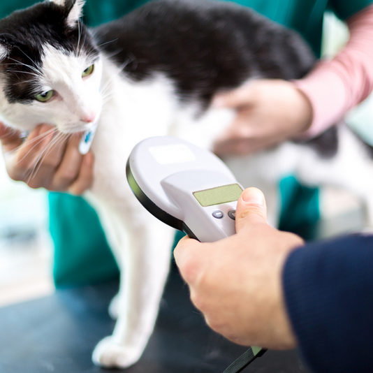 Veterinarian,Identify,Cat,By,Microchip,Implant