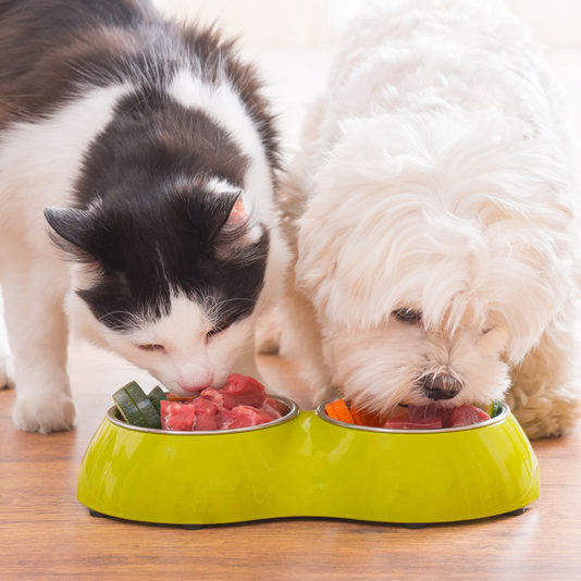 Little,Dog,Maltese,And,Black,And,White,Cat,Eating,Natural,
