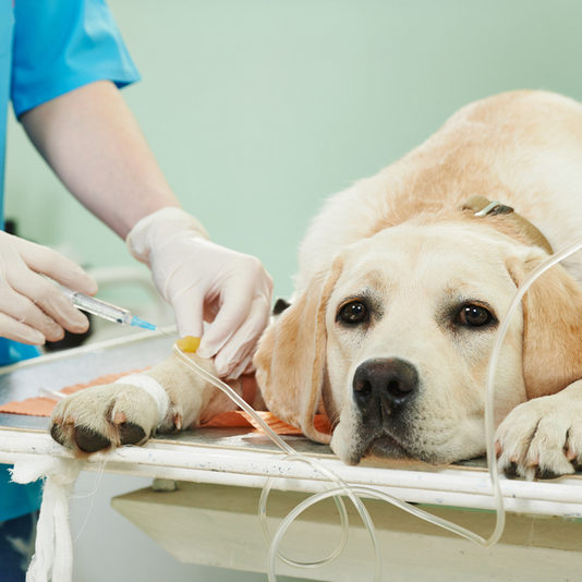 Veterinary,Giving,The,Vaccine,To,The,Ivory,Labrador,Dog
